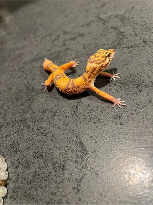 leopardgecko jungtier weibchen  Bild 6