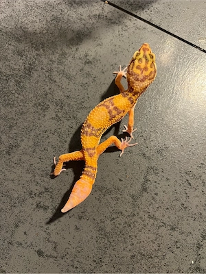 leopardgecko jungtier weibchen  Bild 7