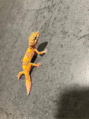leopardgecko jungtier weibchen  Bild 5