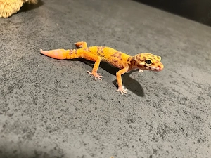 leopardgecko jungtier weibchen 