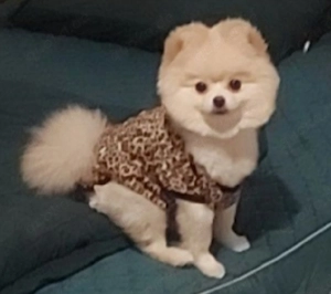 Pomeranian-Zwergspitz-Hündin