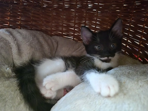 Katzen Babys