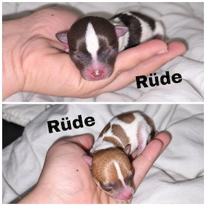 7 Wunderschöne Chihuahua Welpen 