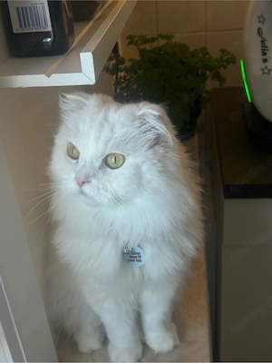 kater bkh blh