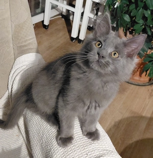 Main Coon Kater 