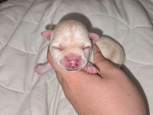 3 Wunderschöne Chihuahua Welpen 