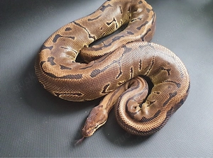 Leopard Pinstripe 50% het. Ghost   Weibchen