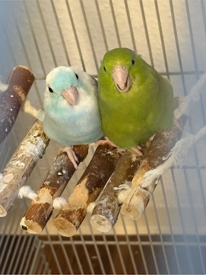 vögel papageie pärchen 