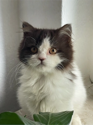  Wunderschöne   Bkh Blh katzen 