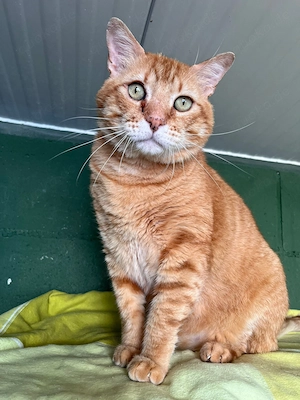 Clarito sucht sein Zuhause - FIV positiv