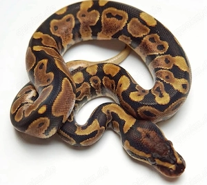 YellowBelly 50% het. GS   Weibchen