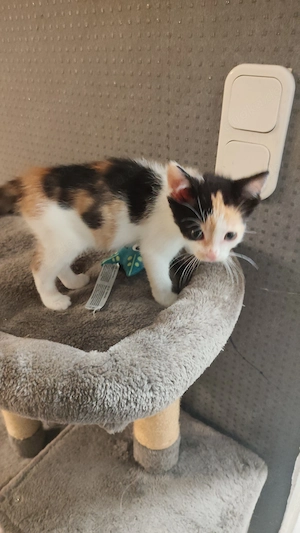 Außergewöhnliches katzenkitten sucht ihr für immer zu Hause