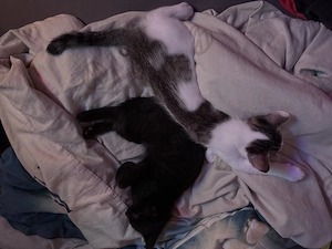 2 kitten kater sind abzugeben