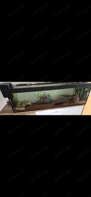 wunderschöne Axolotl inkl Aquarium 