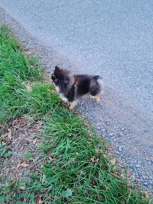 Zwergspitz Pomeranian
