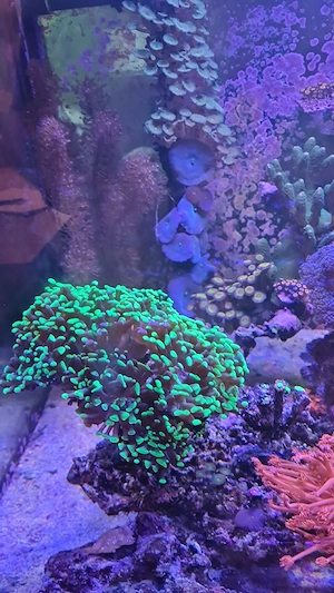 Fimbriaphyllia paraancora   Hammerkoralle,Zoanthus 