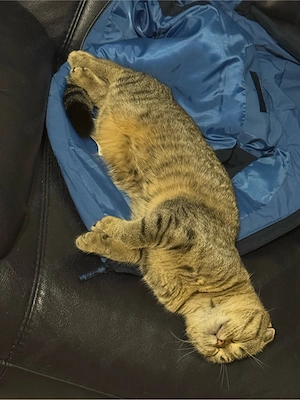 katze       