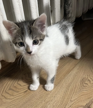Liebevolles Zuhause für 5 Liebevolle Angora-Mix Kitten Bild 2