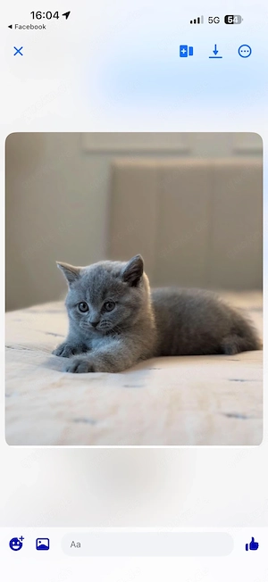 BKH Baby Katze 
