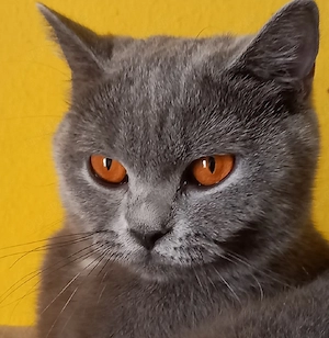 Bkh katze in liebevolle Hände abzugeben 
