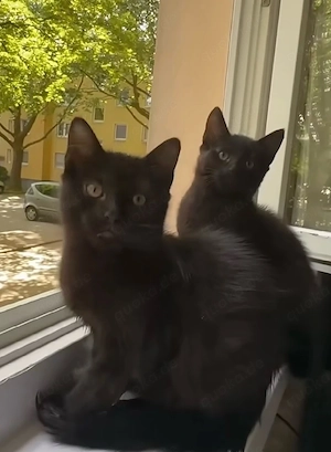 1 Süße Katze 