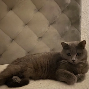 Lili BKH Katze