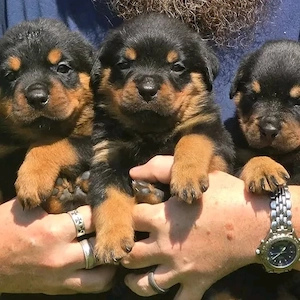 Rottweilerwelpen verfügbar