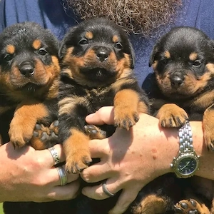 Rottweilerwelpen verfügbar