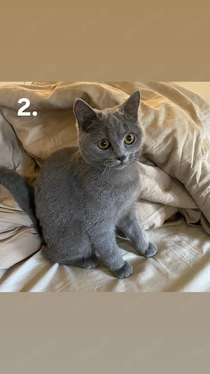 BKH Katze 