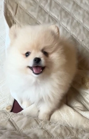 reinrassige Pomeranian  Zwergspitz  welpen 
