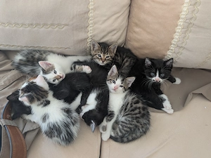 Sibirische Waldkatze  Kaution 