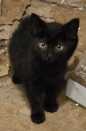 süßes Katerchen