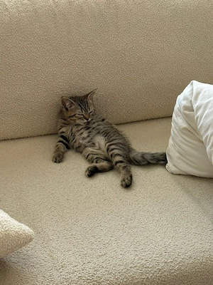 BKH süße kitten zuchen Zuhause 