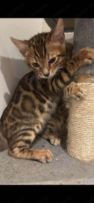 Kleiner Bengal Kater