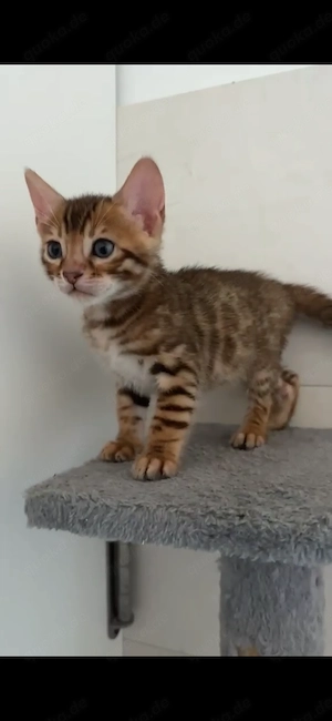 Kleiner Bengal Junge