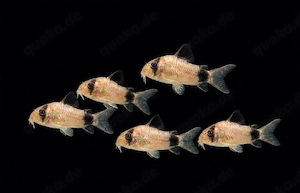 Panda Panzerwels Panzerwelse Corydoras Hoplisoma panda 