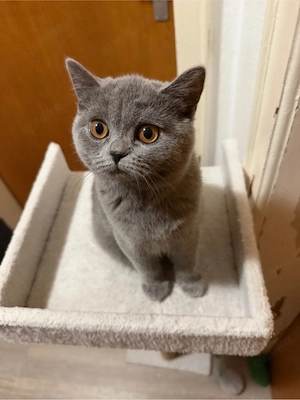    Liebevolle BKH-Katze sucht ein neues Zuhause