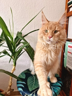 Maine Coon Deckkater mit Stammbaum Blutgruppe A , cream silver ticked,   N N 