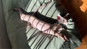 Einzigartige Peterbald Kitten