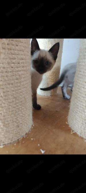 Siam  Kater und Katze