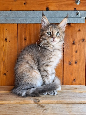 Maine Coon  Dame Rose in rot tabby mit Stambaum 