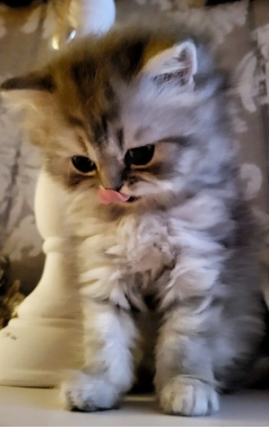 Britisch Langhaar Kitten   Mädchen 