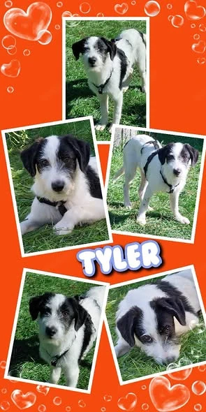 fröhlicher, lieber, wunderschöner Welpenjunge "Tyler" sucht ein Zuhause