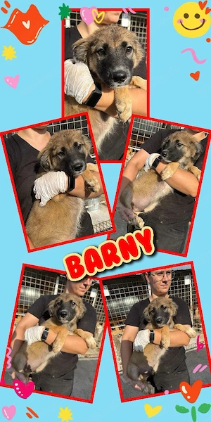 bezaubernder Welpenjunge "Barny" sucht ein liebevolles Zuhause