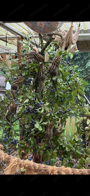 Chinesische Baumstreifenhörnchen  Streifenhörnchen zahm