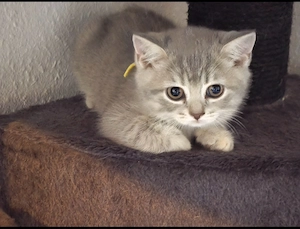 Britisch Kurzhaar Kitten 