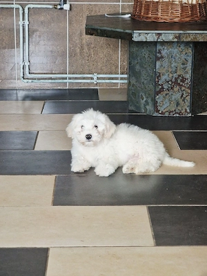    Bichon Maltes   4 Monate   sucht ein liebevolles neues Zuhause