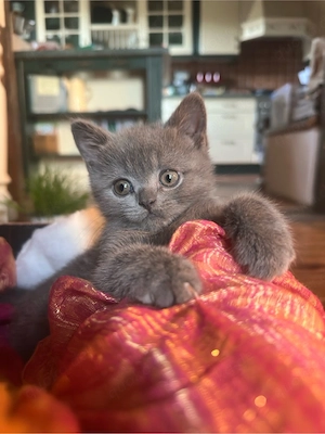 BKH Kitten