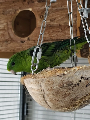 Katharinasittiche Hulk & Snowy