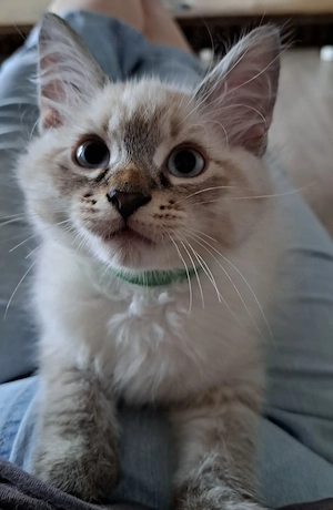 Neva masquarade Kater mit Stammbaum männlich sibirische